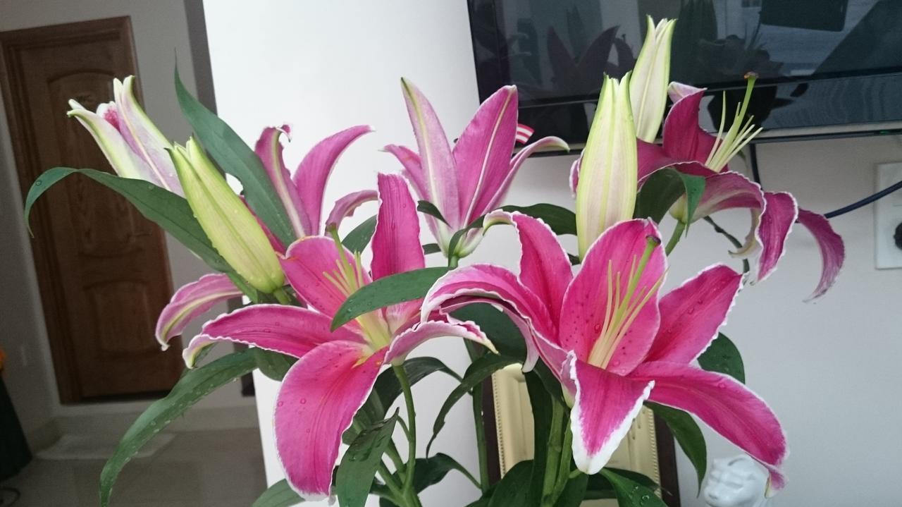 הו צ'י מין סיטי Thien Tu Hotel מראה חיצוני תמונה